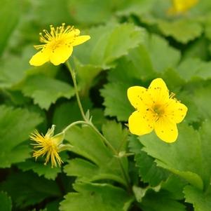 Geum fragarioides