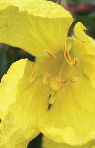 Calylophus serrulatus 'Prairie Lode'