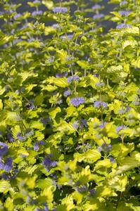Caryopteris x incana 'Lisaura'