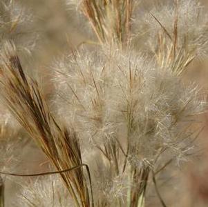 Andropogon glomeratus