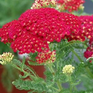 Achillea millefolium 'Pomegranate'