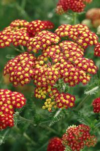Achillea millefolium 'Strawberry Seduction'