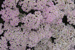 Achillea millefolium 'Wonderful Wampee'