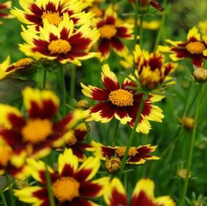 Coreopsis 'Cosmic Eye' Big Bang™