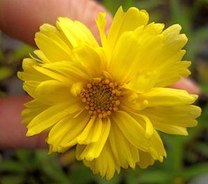 Coreopsis 'Galaxy' Big Bang™