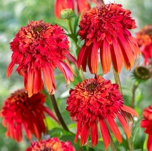 Echinacea 'Hot Papaya'