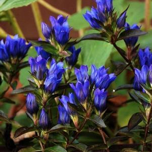 Gentiana 'True Blue'