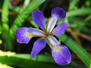 Iris virginica