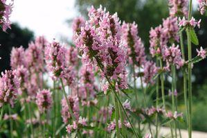 Stachys officinalis 'Pink Cotton Candy'