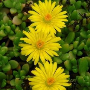 Delosperma nubigenum 'Basutoland'