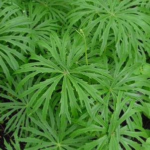 Syneilesis aconitifolia
