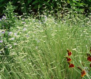 Bouteloua gracilis 'Blonde Ambition'