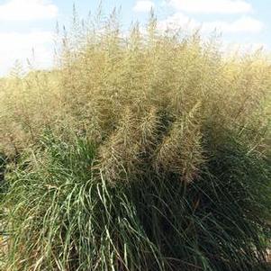 Sporobolus wrightii 'Windbreaker'