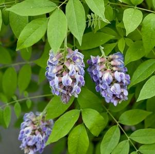 Wisteria frutescens 'Amethyst Falls'