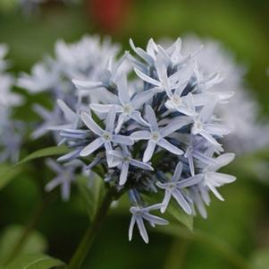 Amsonia tabernaemontana var. salicifolia