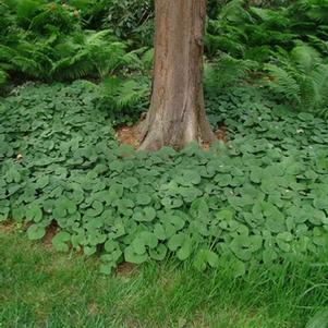 Asarum canadense