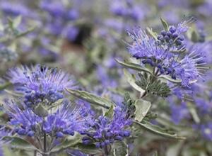 Caryopteris x clandonensis 'Lissilv' Sterling Silver®