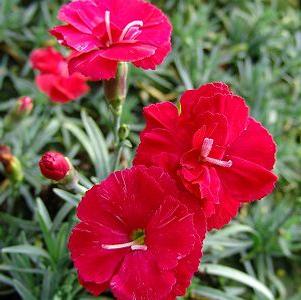 Dianthus x allwoodii 'Frosty Fire'