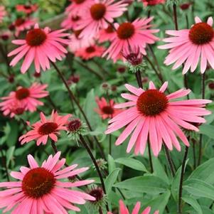 Echinacea 'Solar Flare'