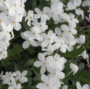 Phlox stolonifera 'Bruce's White'