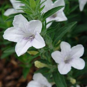 Ruellia humilis 'White Lady'