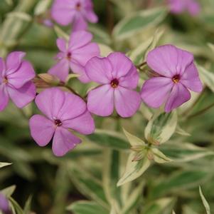 Phlox glaberrima ssp. triflora 'Triple Play'