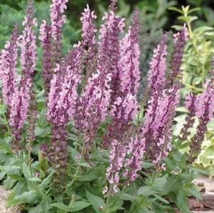 Salvia nemorosa 'Sensation Deep Rose'