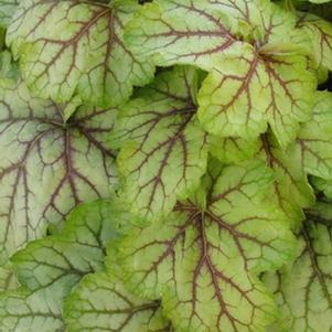 Heuchera 'Circus'