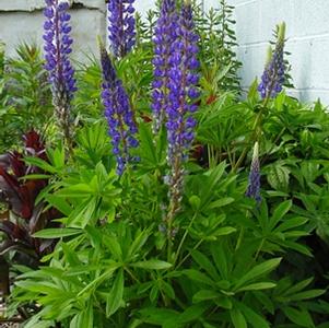 Lupinus perennis