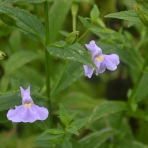 Mimulus ringens
