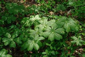 Podophyllum peltatum
