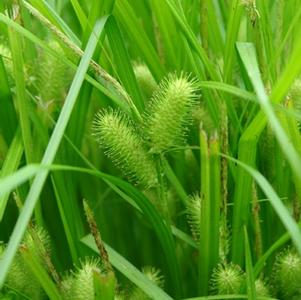 Carex lurida