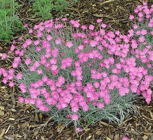 Dianthus gratianopolitanus 'Bath's Pink'