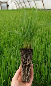 Elymus virginicus