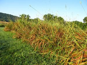 Tripsacum dactyloides