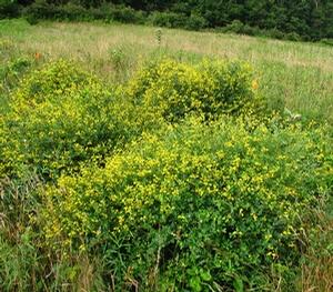 Baptisia tinctoria