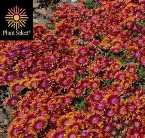 Delosperma Fire Spinner®