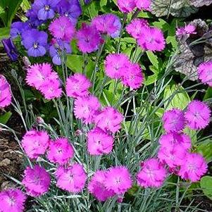 Dianthus gratianopolitanus 'Firewitch'