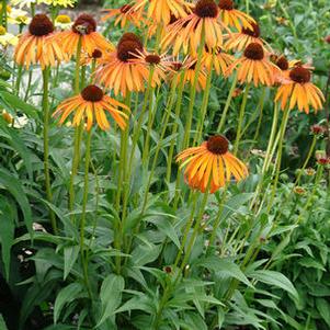 Echinacea 'Indian Summer'