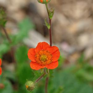Geum coccineum 'Koi'
