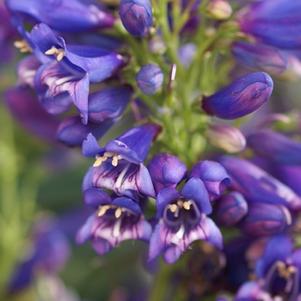 Penstemon 'Delft Blue Riding Hood'