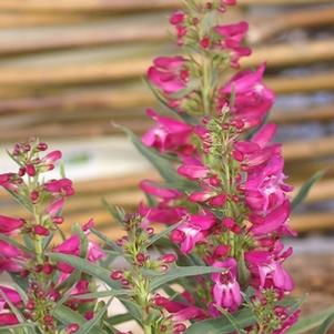 Penstemon 'Hot Pink Riding Hood'