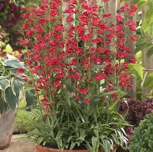 Penstemon 'Red Riding Hood'