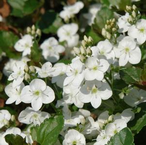 Veronica 'Whitewater'