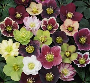 Helleborus Winter Thriller™ Mix