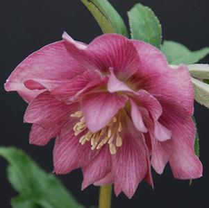 Helleborus 'Ballerina Ruffles' Winter Thriller™