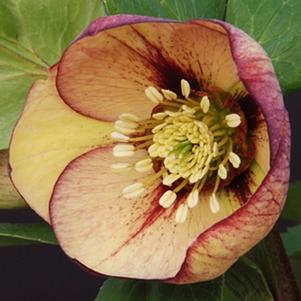 Helleborus 'Mango Magic' Winter Thriller™
