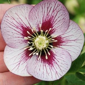 Helleborus 'Pink Fizz' Winter Thriller™