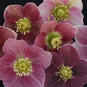Helleborus 'Pink Parachutes' Winter Thriller™