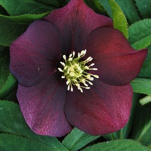 Helleborus 'Red Racer' Winter Thriller™
